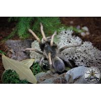 Cyclosternum / Metriopelma familiare  ADULT    [AF]
